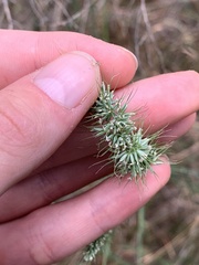 Echinopogon caespitosus