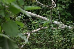 Saltator striatipectus