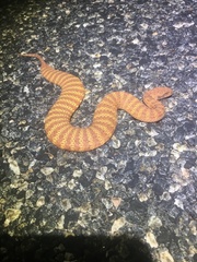 Acanthophis pyrrhus