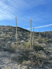 Fouquieria columnaris