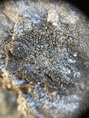 Dimelaena californica