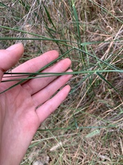 Echinopogon caespitosus