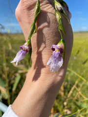 Thalia geniculata image