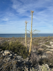 Fouquieria columnaris