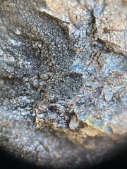 Dimelaena californica