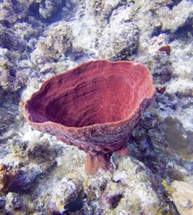 Cribrochalina vasculum