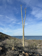 Fouquieria columnaris