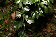 Citrus australis