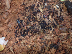 Cribraria cancellata