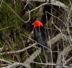 Amblyramphus holosericeus