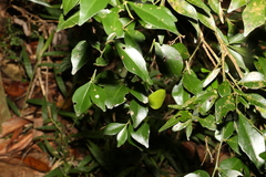 Citrus australis