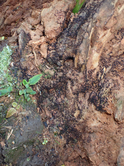 Cribraria cancellata