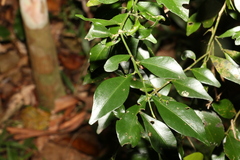 Citrus australis