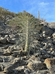 Fouquieria columnaris
