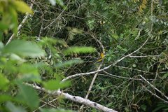 Pheucticus chrysogaster