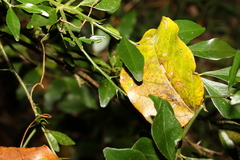 Citrus australis