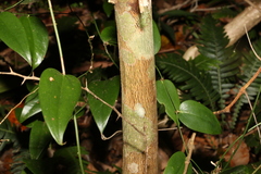 Citrus australis