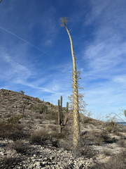 Fouquieria columnaris