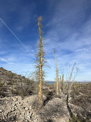 Fouquieria columnaris