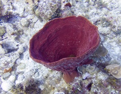Cribrochalina vasculum