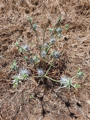 Eryngium ovinum