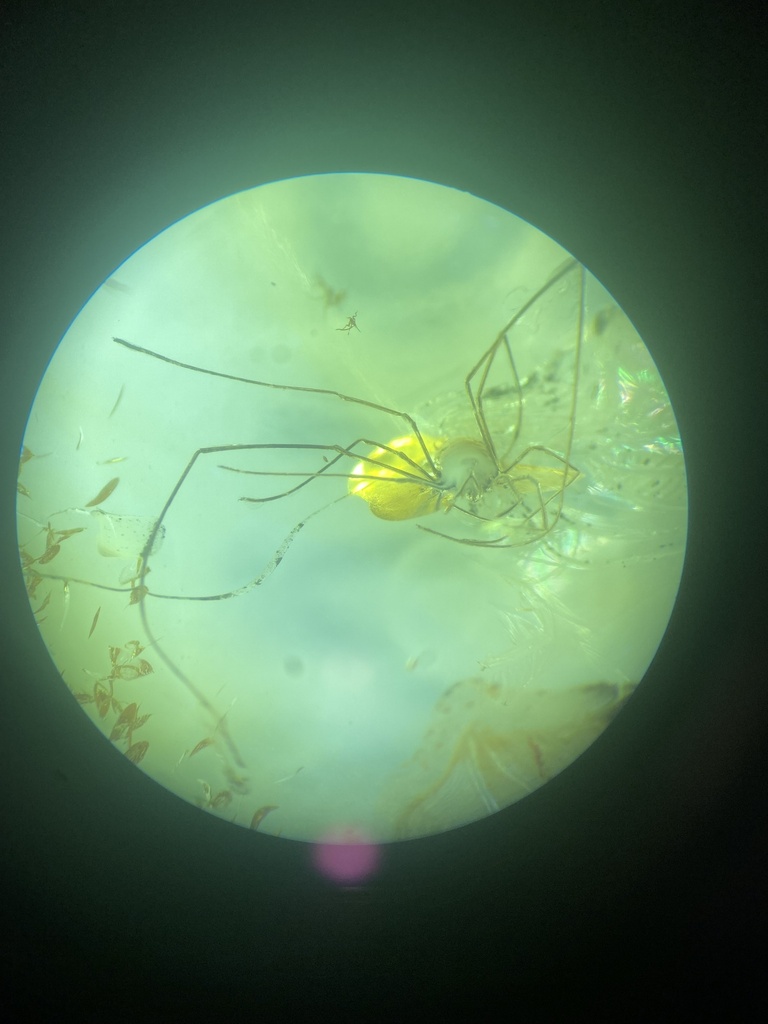 Dicranopalpus ramiger