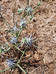 Eryngium ovinum