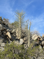 Fouquieria columnaris