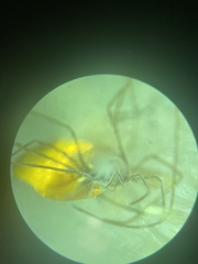 Dicranopalpus ramiger