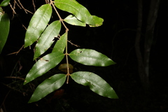 Melodinus acutiflorus