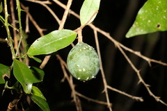 Melodinus acutiflorus
