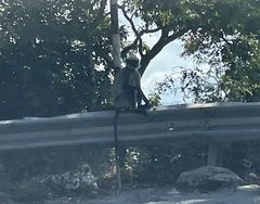 Semnopithecus hypoleucos