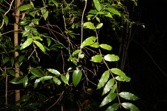 Melodinus acutiflorus