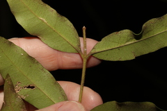 Melodinus acutiflorus