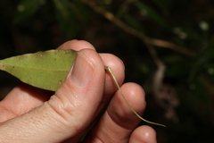 Melodinus acutiflorus