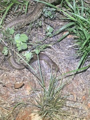 Pseudechis australis