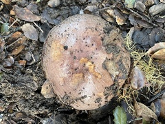 Lactarius argillaceifolius