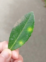 Erysiphe euonymicola