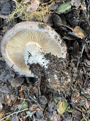 Lactarius argillaceifolius