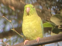 Forpus conspicillatus