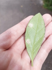 Erysiphe euonymicola