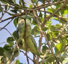 Forpus conspicillatus
