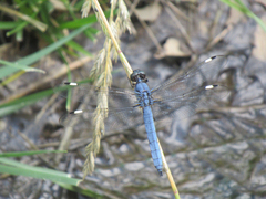 Libellula cyanea