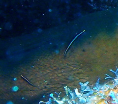 Elacatinus cayman