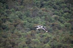 Chroicocephalus serranus