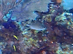 Azurina multilineata