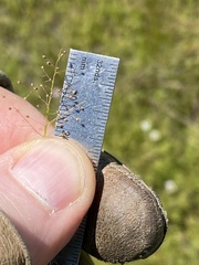 Dichanthelium wrightianum