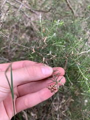 Dillwynia sieberi