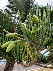 Araucaria bidwillii