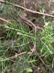 Dillwynia sieberi